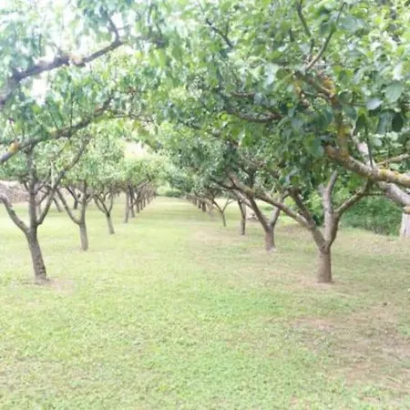 Barangua En El Pirineo Aragones Santa Cruz de la Serós